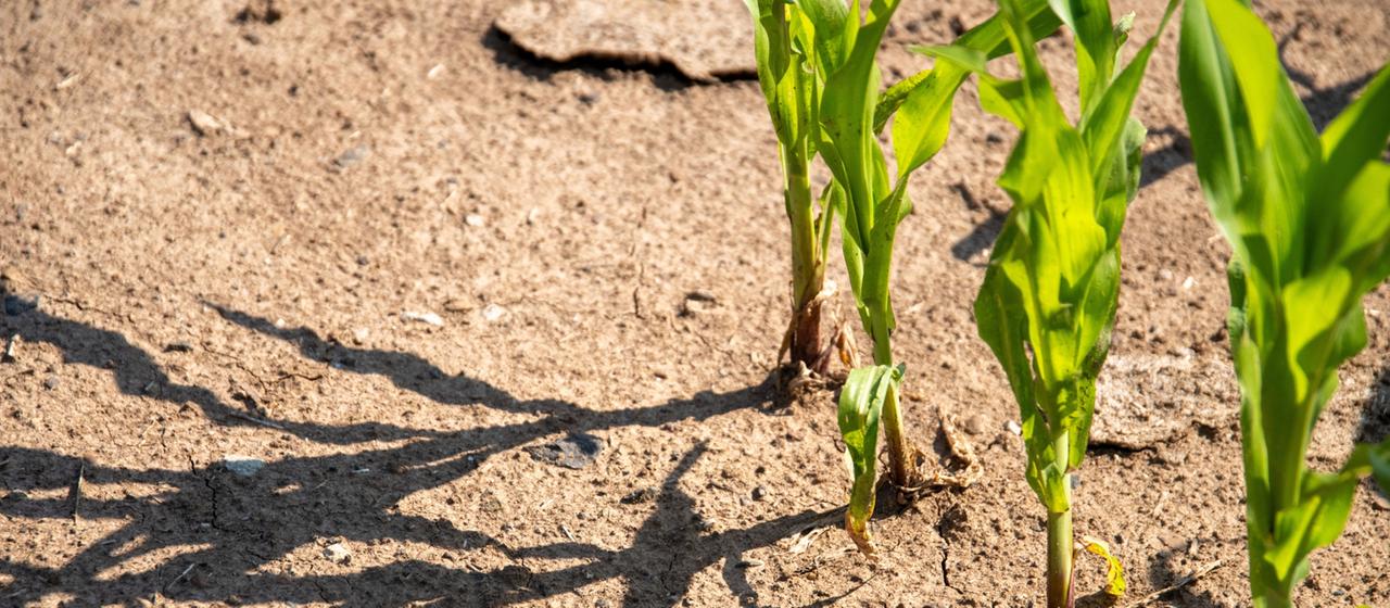 Maispflanzen werfen ihre Schatten auf ein Feld