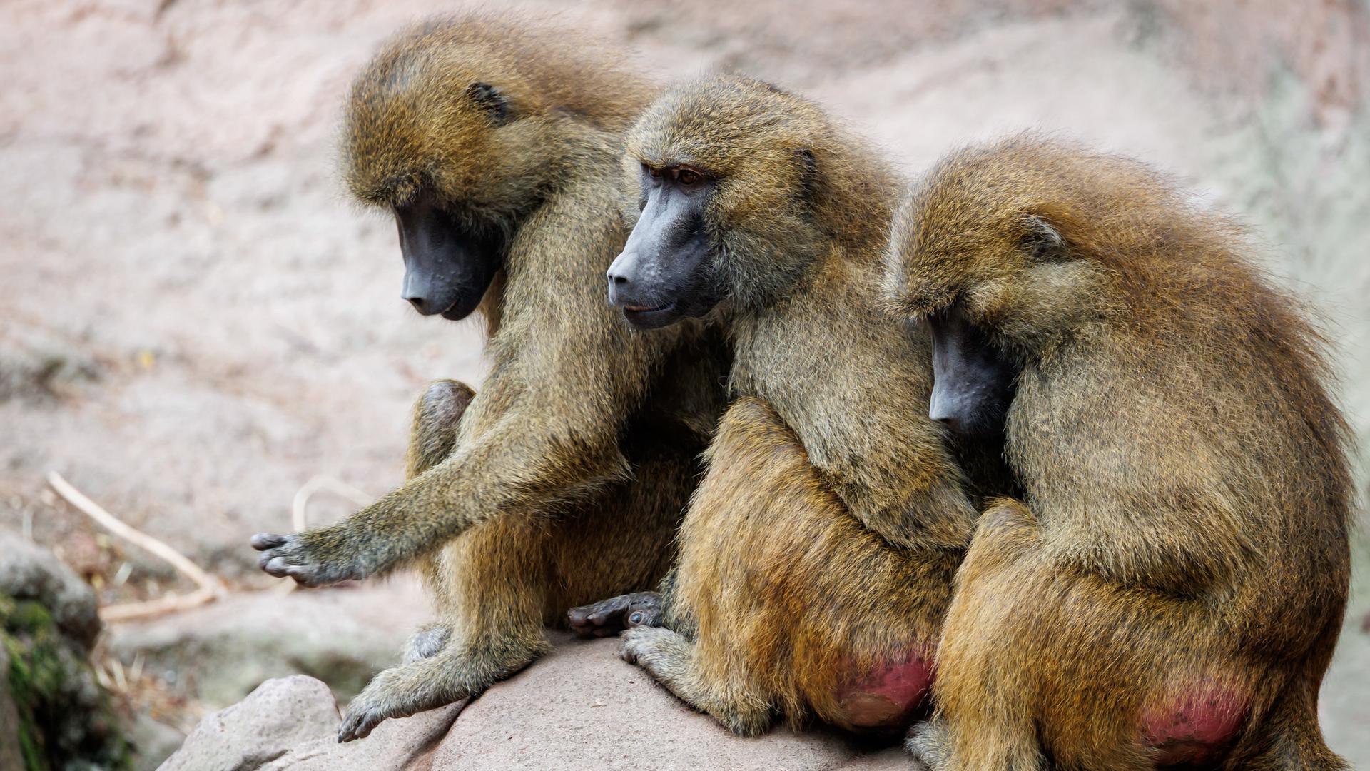 Nach Pavian-Tötungen: Wieso Zoos gesunde Tiere töten