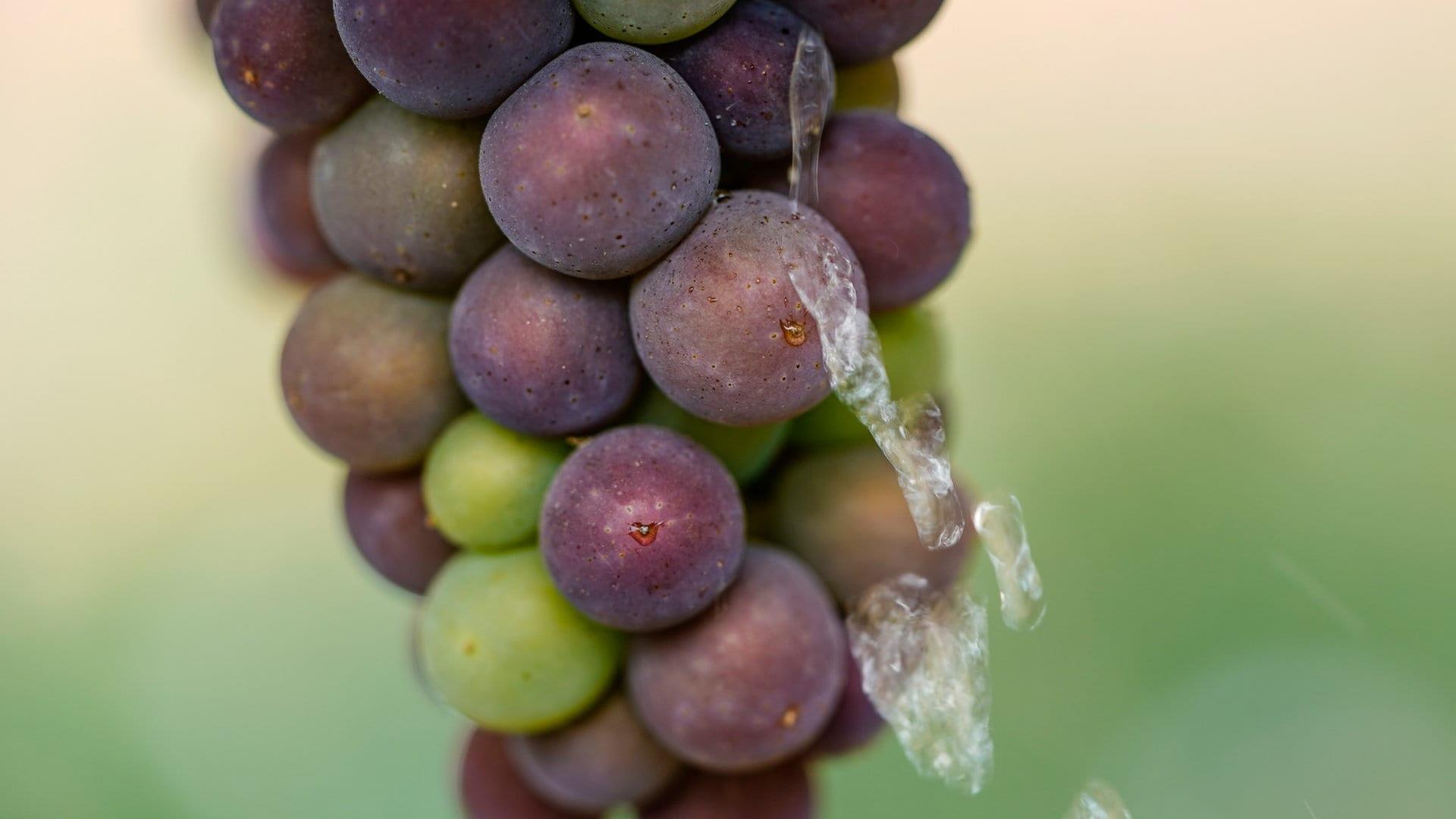 Weintrauben für die Weinproduktion (Symbolbild). | dpa Bildfunk, picture alliance/dpa | Uwe Anspach