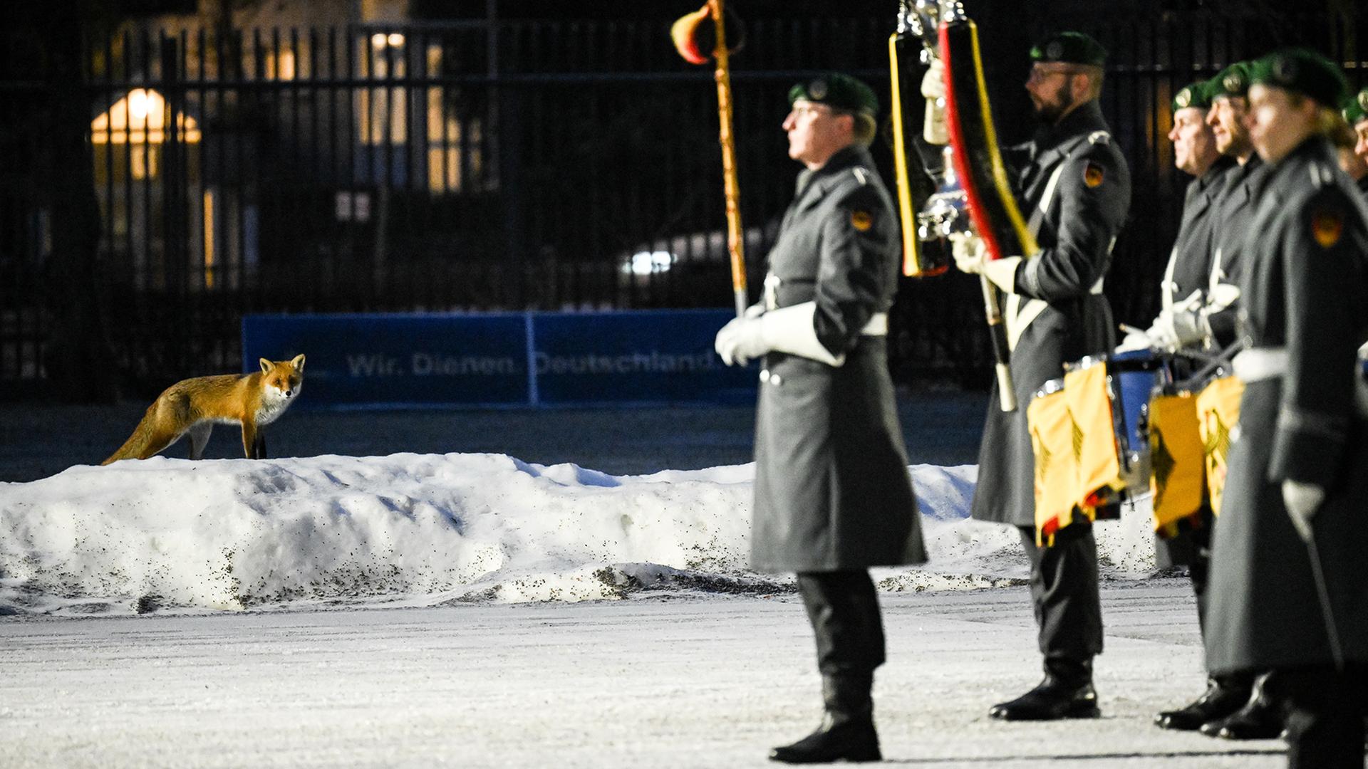 Ein Fuchs sieht zu wÃ¤hrend Verteidigungsminister Pistorius seinen litauischen Amtskollegen Kaunas mit militÃ¤rischen Ehren empfÃ¤ngt. | dpa