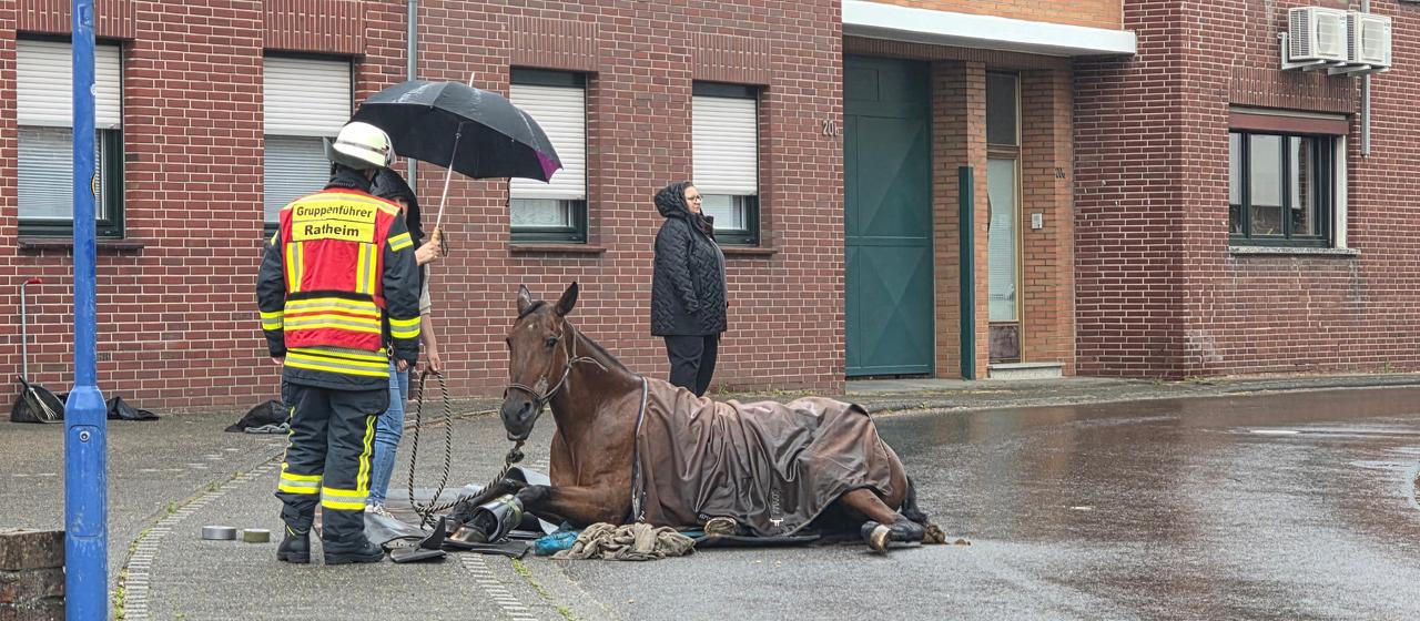 Auf der Straße liegt ein Pferd, umgeben von einem Feuerwehrmann und zwei Personen in Regenjacken