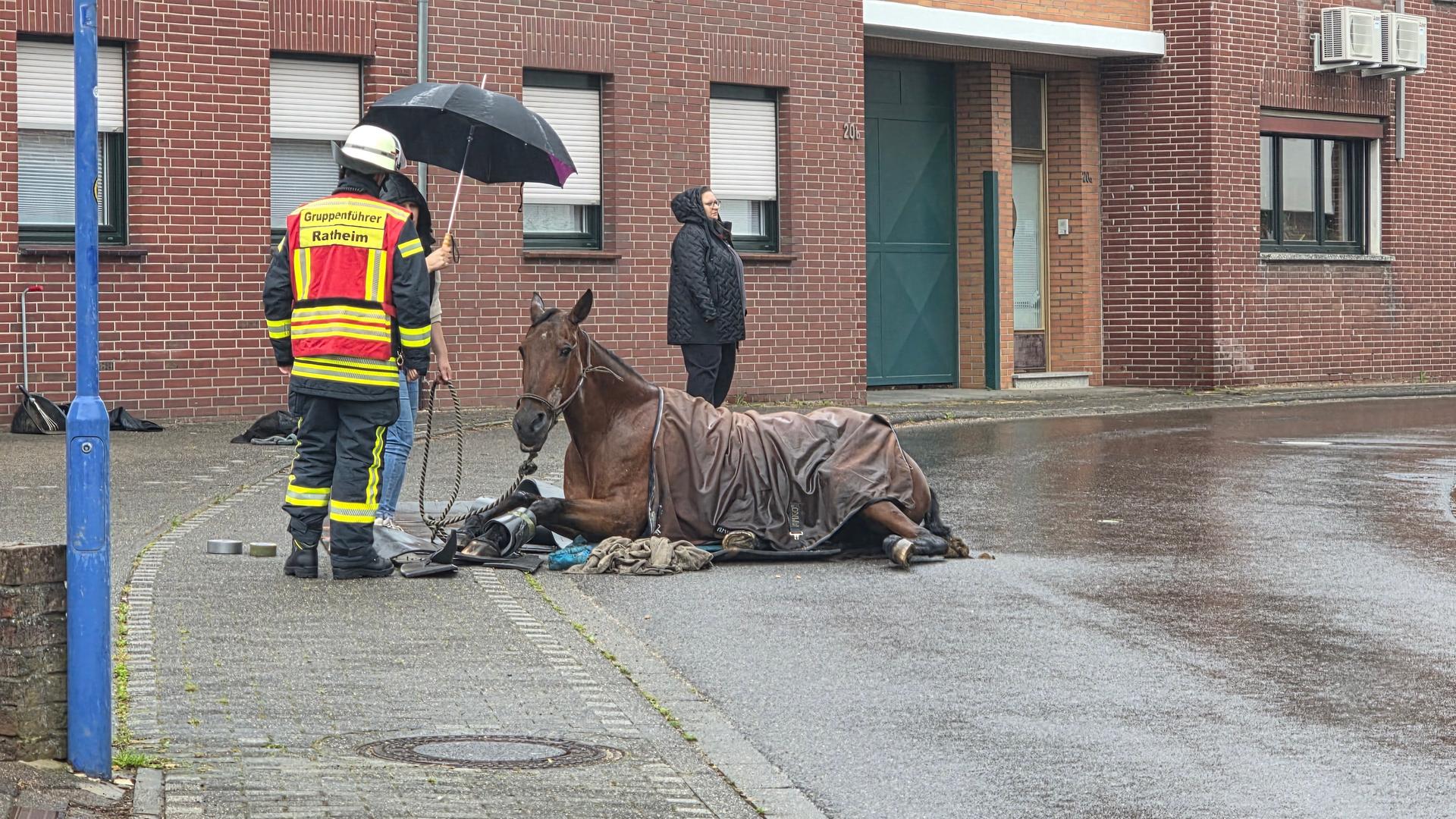 Tragischer Tierunfall in Hückelhoven