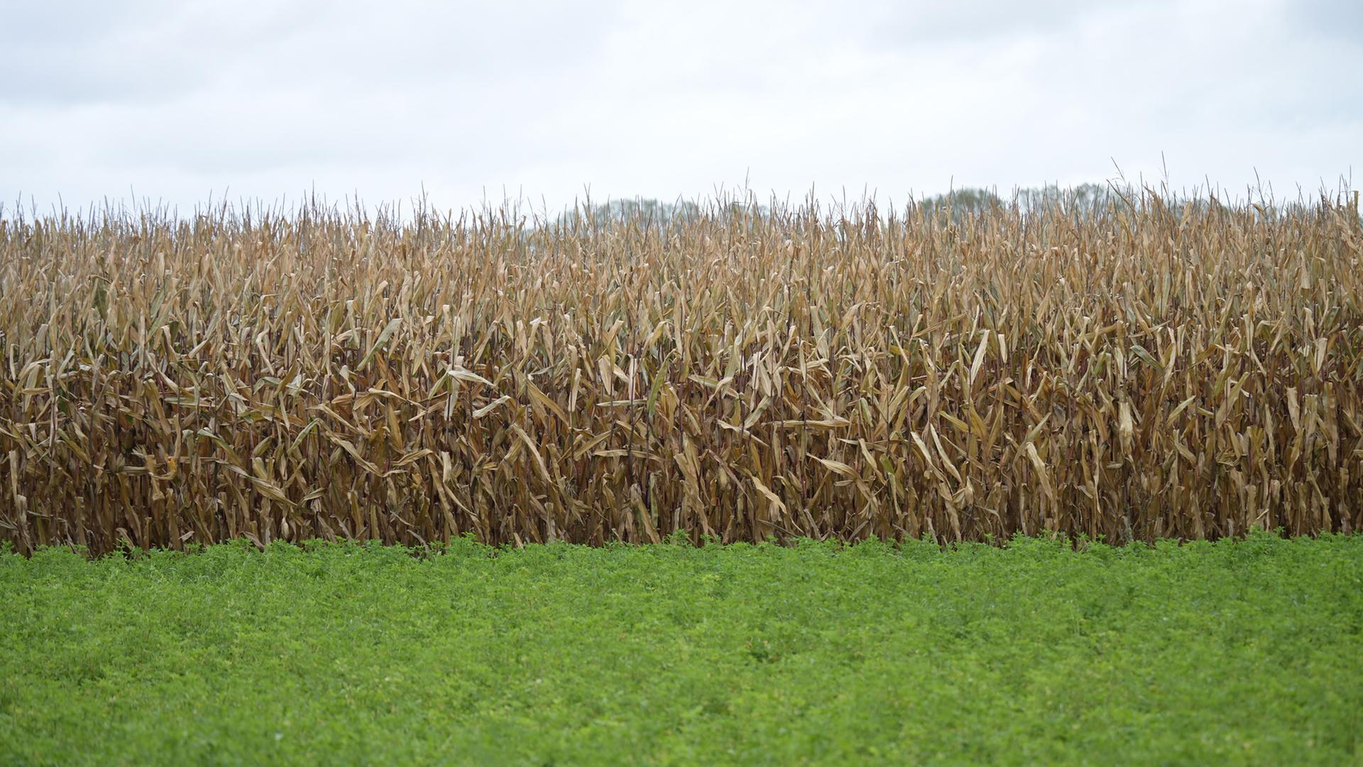 Vertrocknete Maispflanzen auf einem Feld. | dpa
