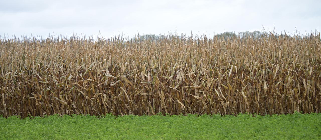 Vertrocknete Maispflanzen auf einem Feld.