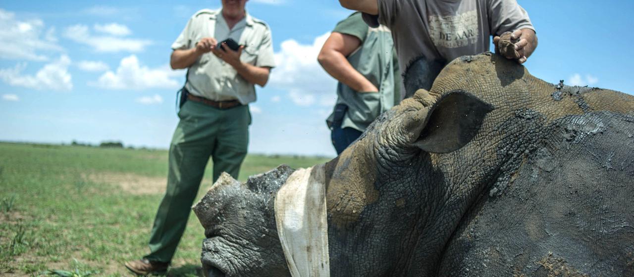 Ein Ranger steht neben einem betäubten Nashorn, dessen Horn entfernt wurde. (Archivbild: 03.02.2016)