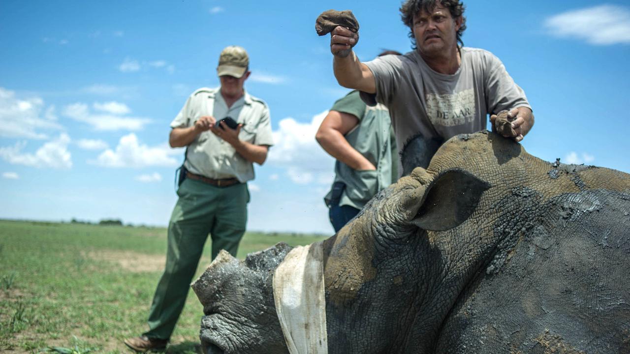 Südafrika diskutiert über Export von Nashornhorn Südafrika diskutiert über Export von Nashornhorn