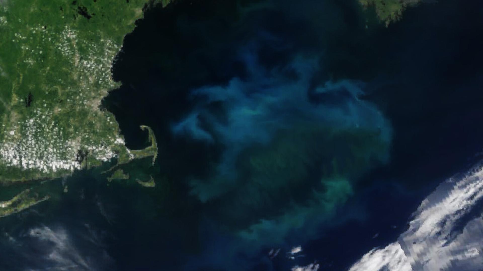 Massive Blüte von Phytoplankton im Golf von Maine. | NASA Earth/ZUMA Press Wire
