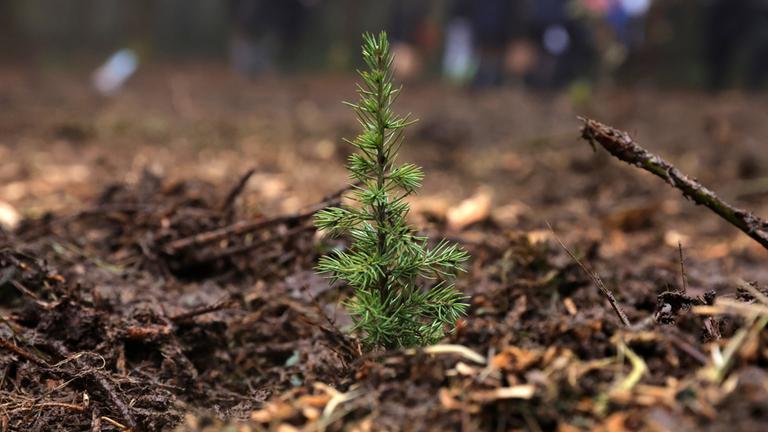 Frisch gepflanzter Baum