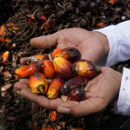 Ein Bauer in Indonesien hält Kerne der Palmölfrüchte.