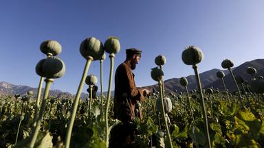 Ein afghanischer Mann arbeitet auf einem Mohnfeld in der afghanischen Provinz Nangarhar.