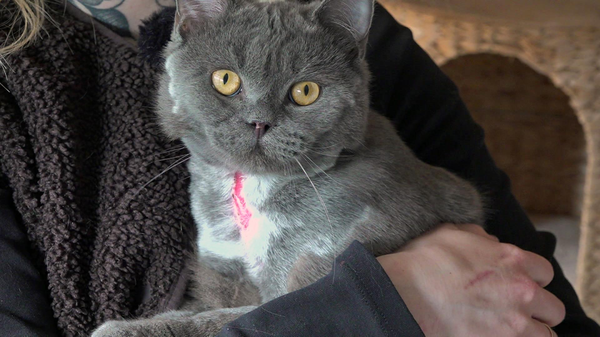 Misshandelter Kater von der B54 bei Nordwalde hat ein neues Zuhause