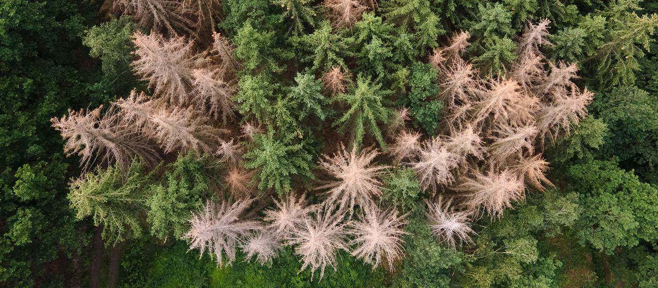 Spruce trees infested with bark beetles stand in a forest on the edge of Saxon Switzerland. (aerial view)