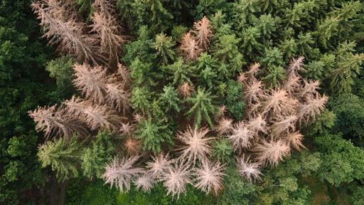 Europas Wälder im Dauerstress   