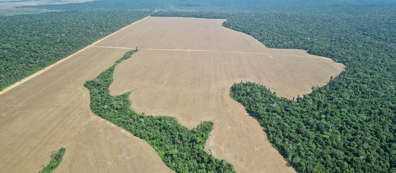Im Amazonas-Regenwald ist von einem Überflug aus eine Fläche zu sehen, die für Sojaanbau gerodet worden ist.