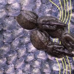 Seeläuse auf Lachs.