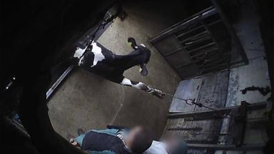 Eine Kuh wird von einem Transporter gezogen.