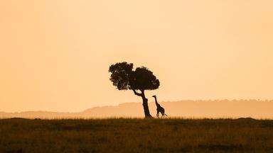 Silhouetten von Baum und Giraffe bei Sonnenuntergangsstimmung im "Maasai Mara Nationalreservat" in Kenia