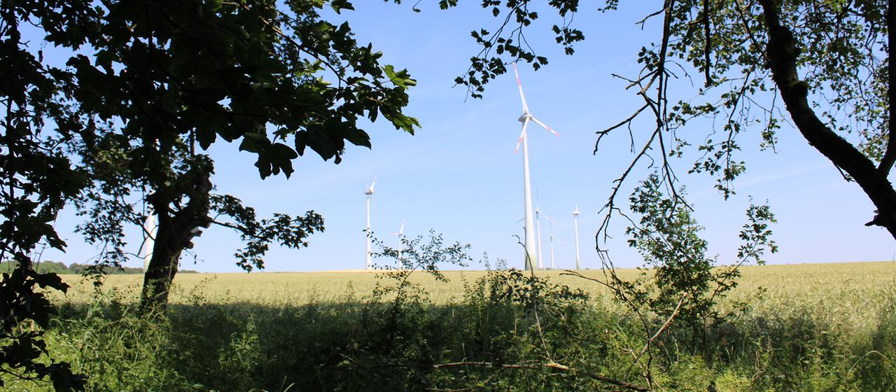 Wie Windräder Wäldern helfen können