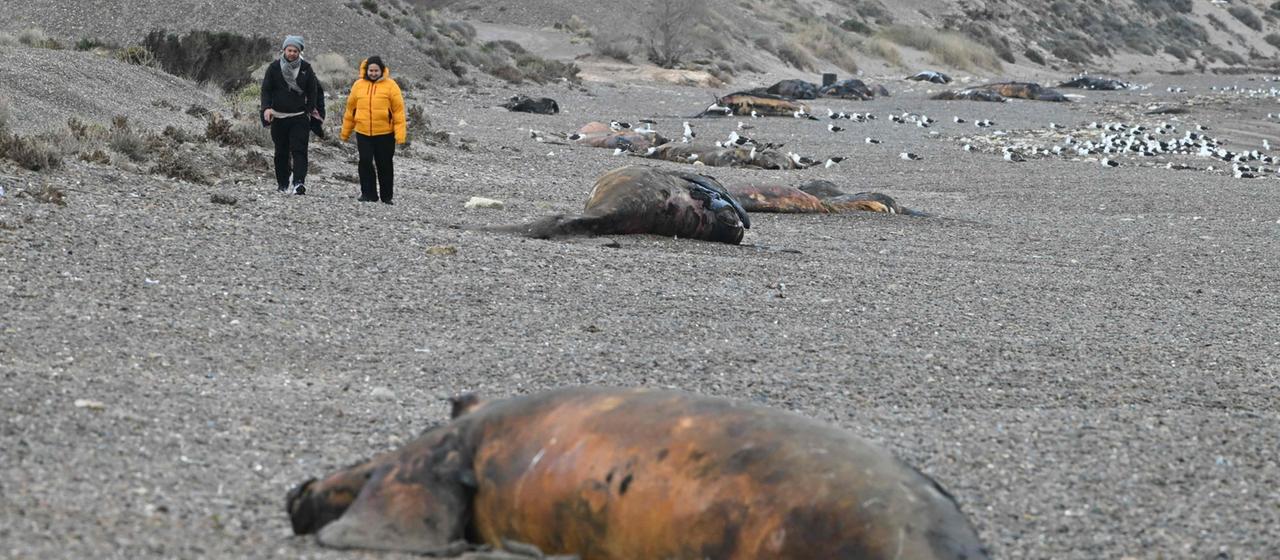 Touristen gehen am Strand in der Nähe von Puerto Madryn (Chubut, Argentinien) an einem toten Südkaper-Kalb vorbei.