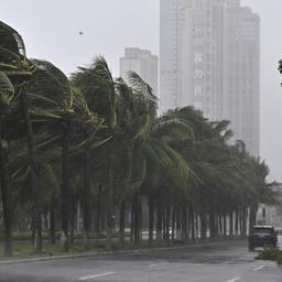 Im chinesischen Haikou biegen sich Palmen im Sturm Yagi