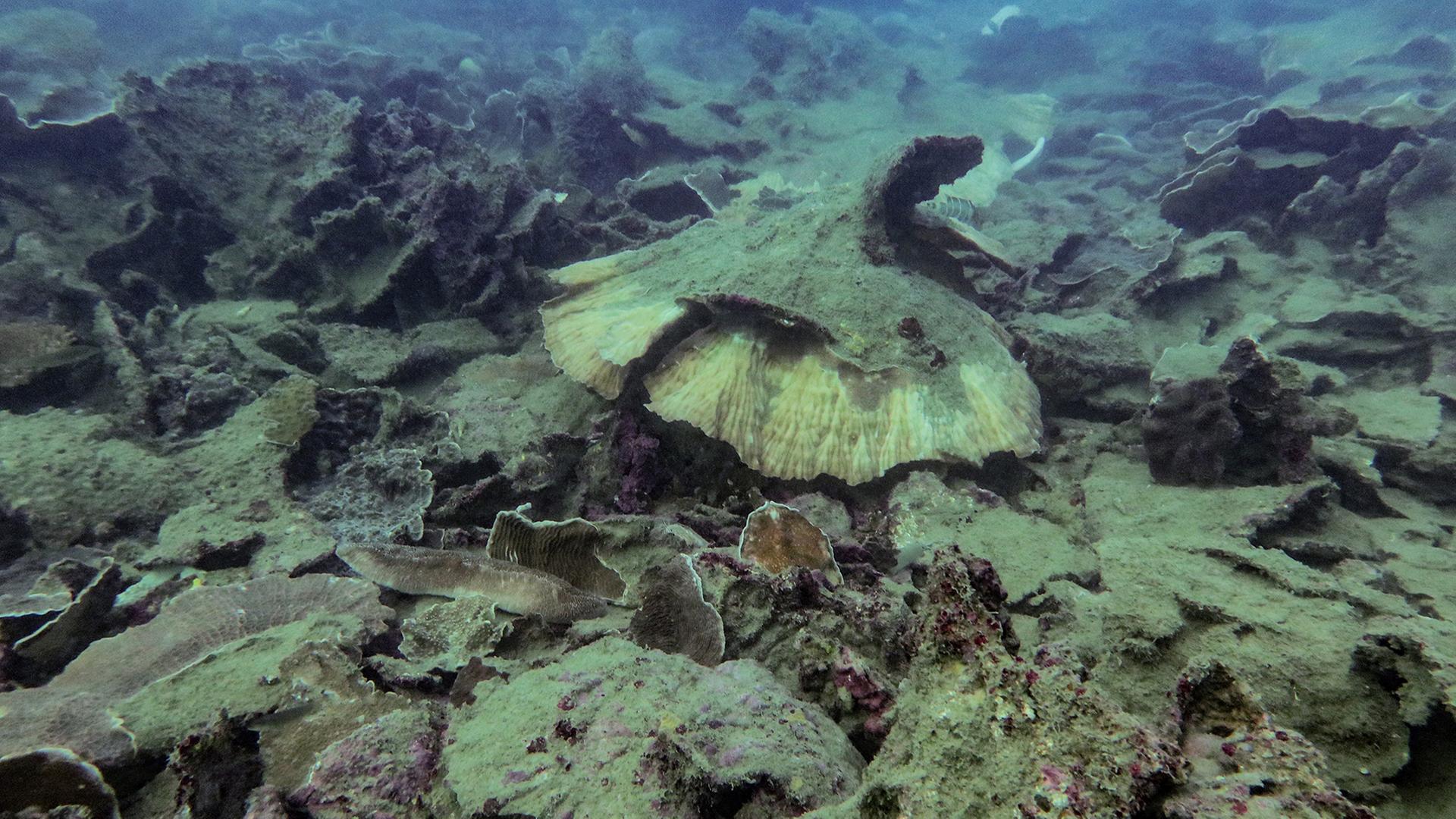 Korallenbleiche im Great Barrier Reef erreicht Rekordausmaß