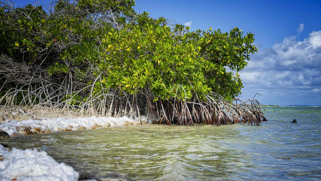 Niederlande müssen Karibikinsel vor Klimawandel schützen