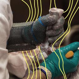Nach dem ein Schwein als Schlachttier in einem Schlachthof geschlachtet wurde, wird es durch einen Schlachter in der Zerlegung mit einem Messer in Teilstücke zerlegt.