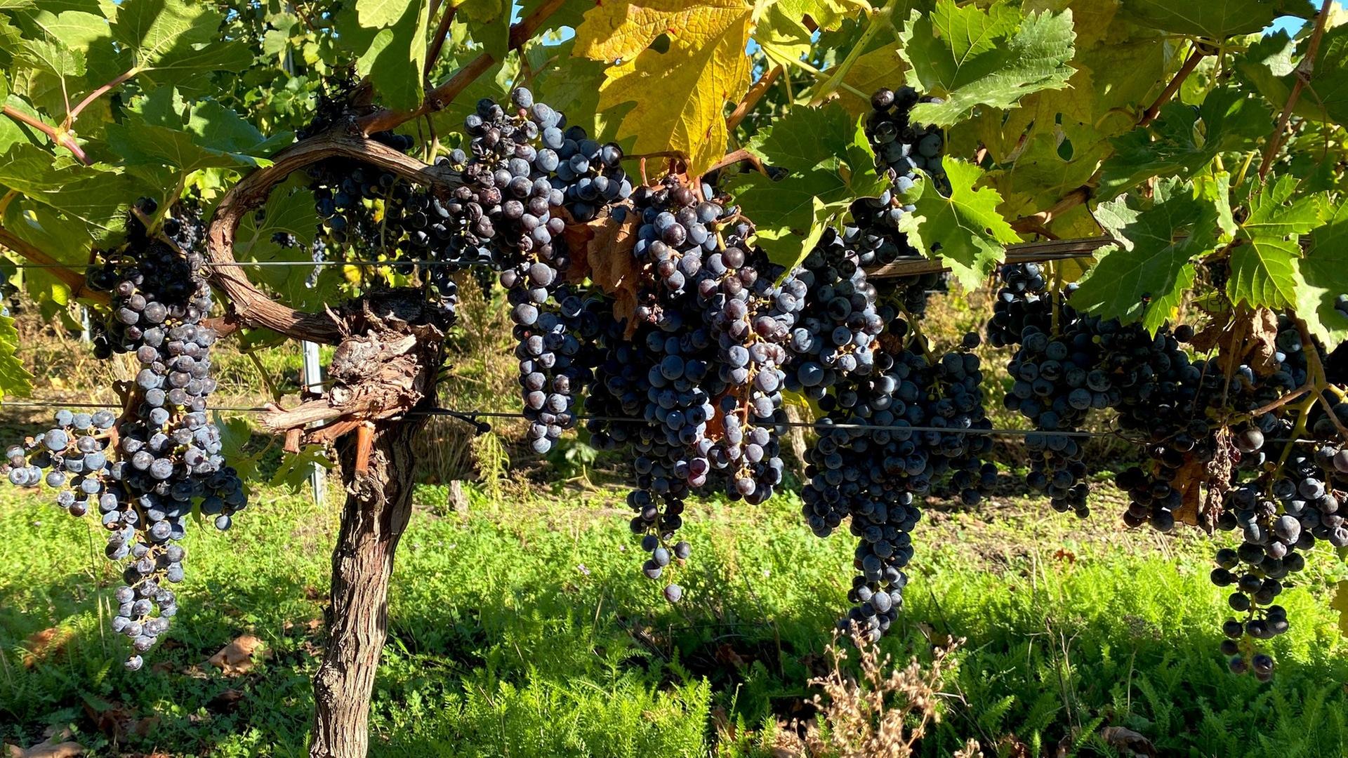 Warum hängen jetzt noch Weintrauben in Pfälzer Weinbergen?