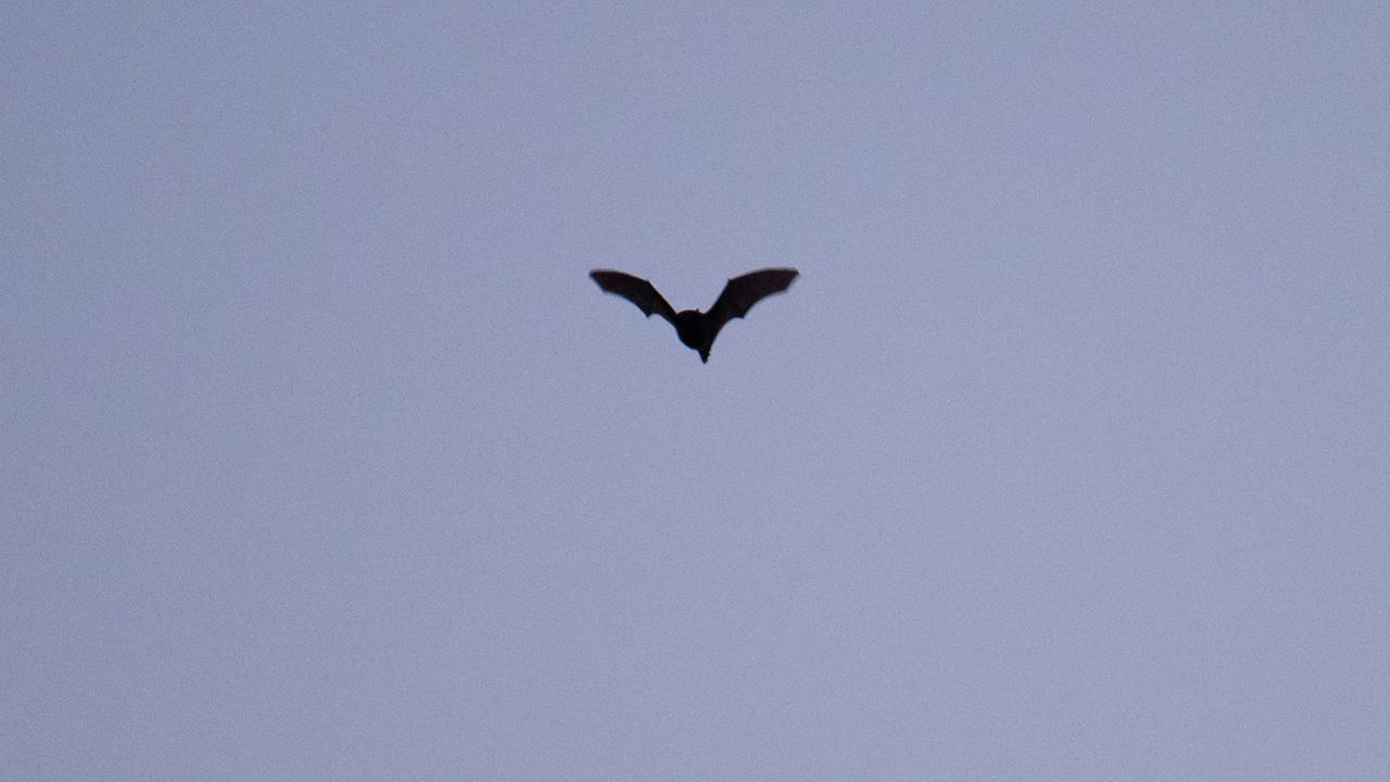 Bundesweite Batnight · Fledermäusen auf der Spur