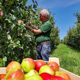 Apfelernete im Alten Land in Jork