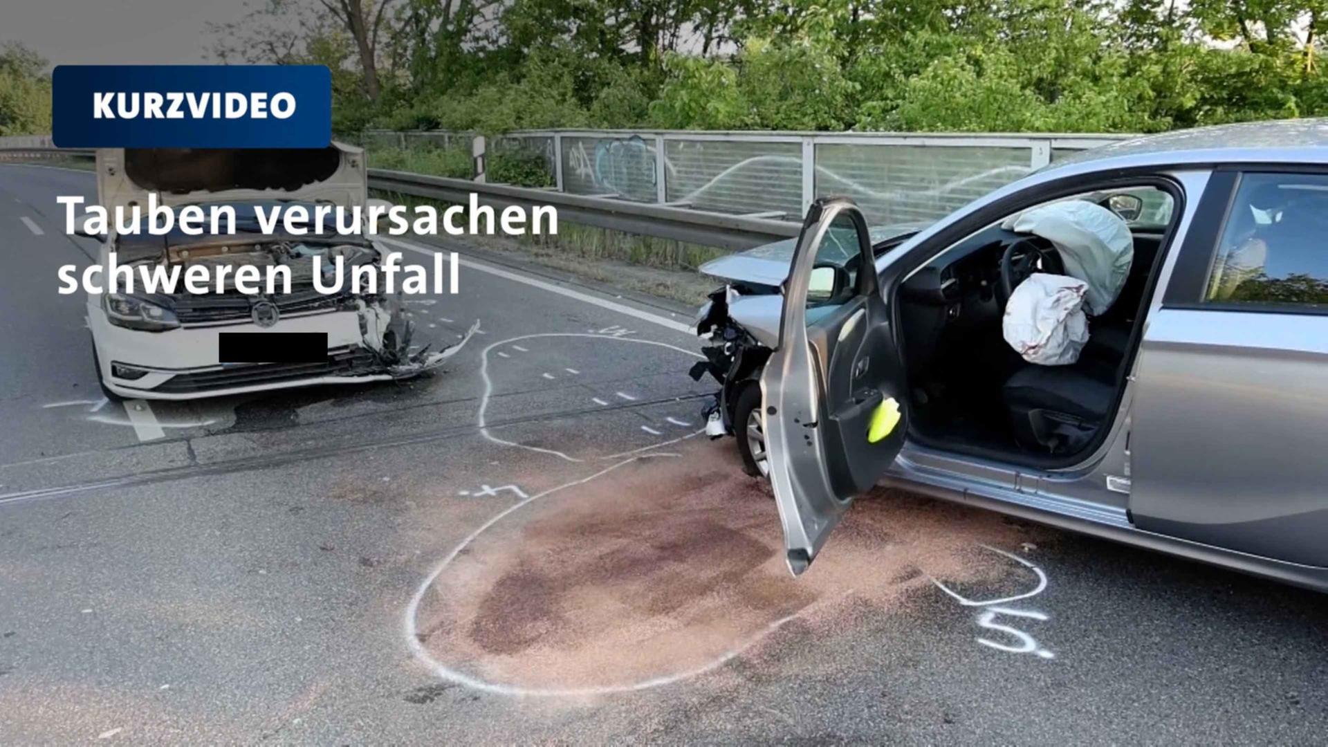 Tief fliegende Tauben prallen gegen Auto