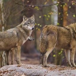 Wolfsangriff im Westerwald 