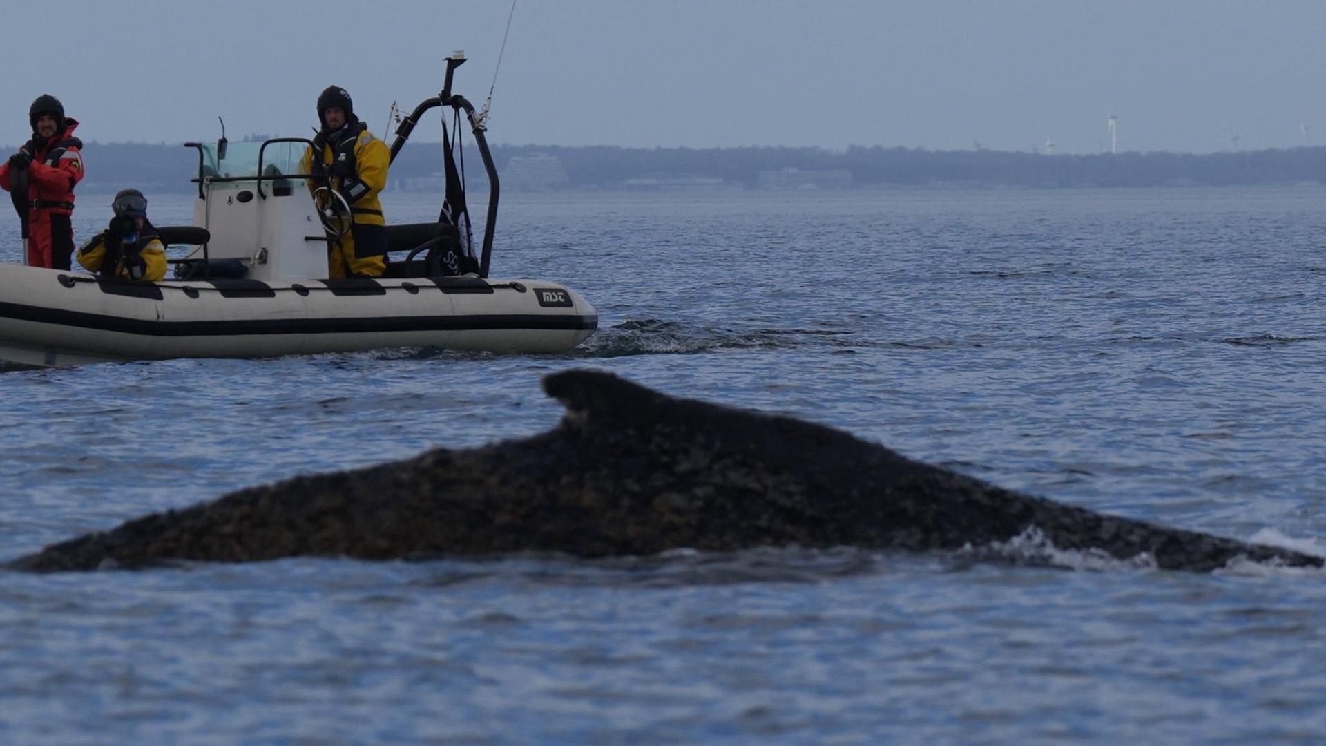 Der in der Ostsee vor Niendorf gestrandete Wal schwimmt nun wieder in der Ostsee. | dpa