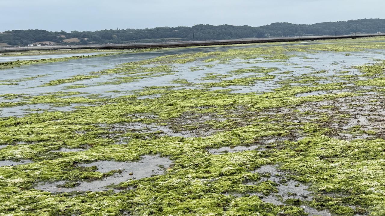 Bretagne-Die-Plage-der-wuchernden-Gr-nalgen