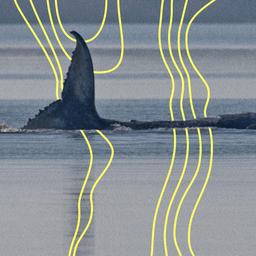 Der Buckelwal vor der Insel Poel schlägt am Morgen mit seiner Schwanzflosse.