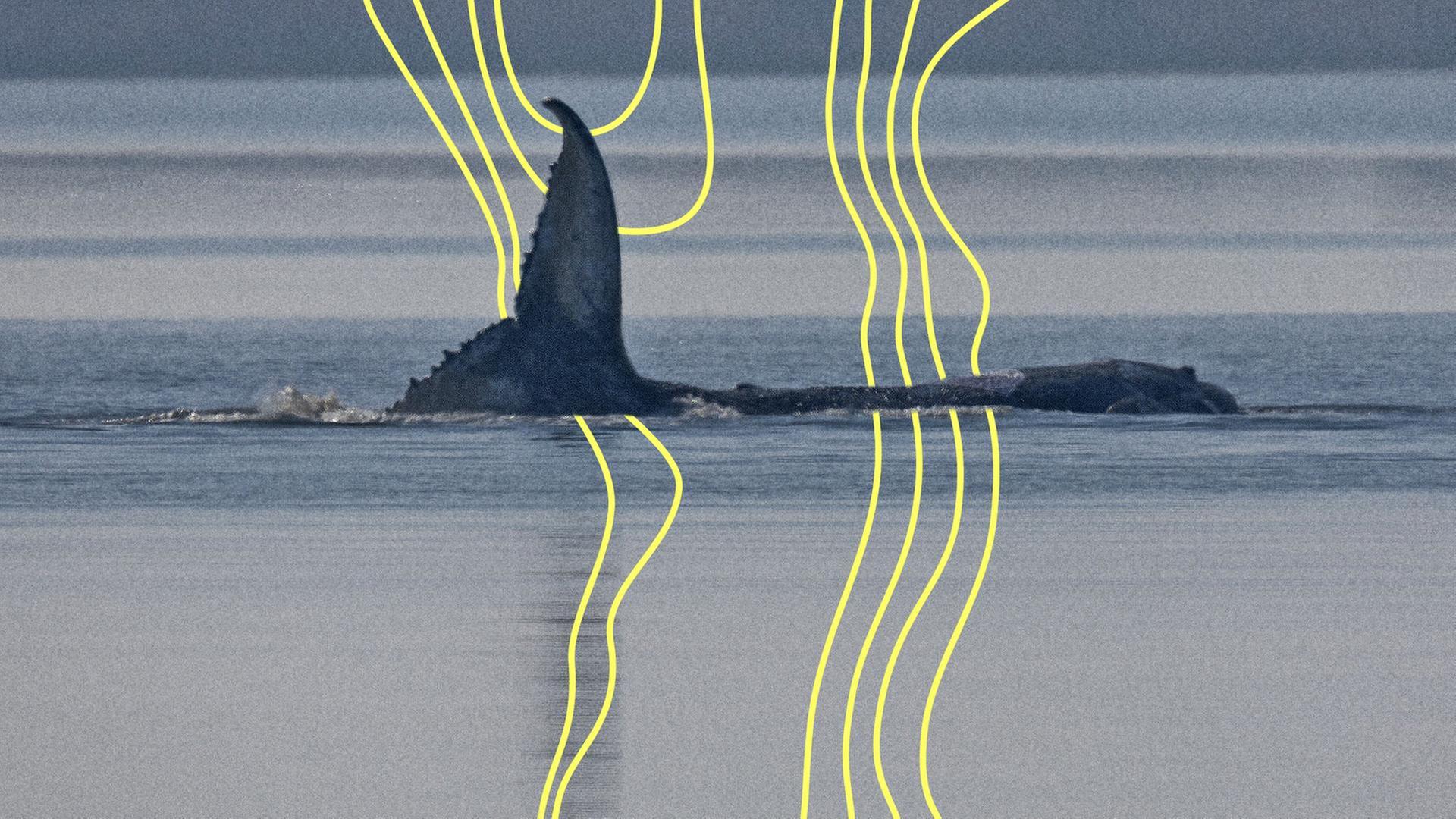 Der Buckelwal vor der Insel Poel schlägt am Morgen mit seiner Schwanzflosse. | picture alliance/dpa, Jens Büttner