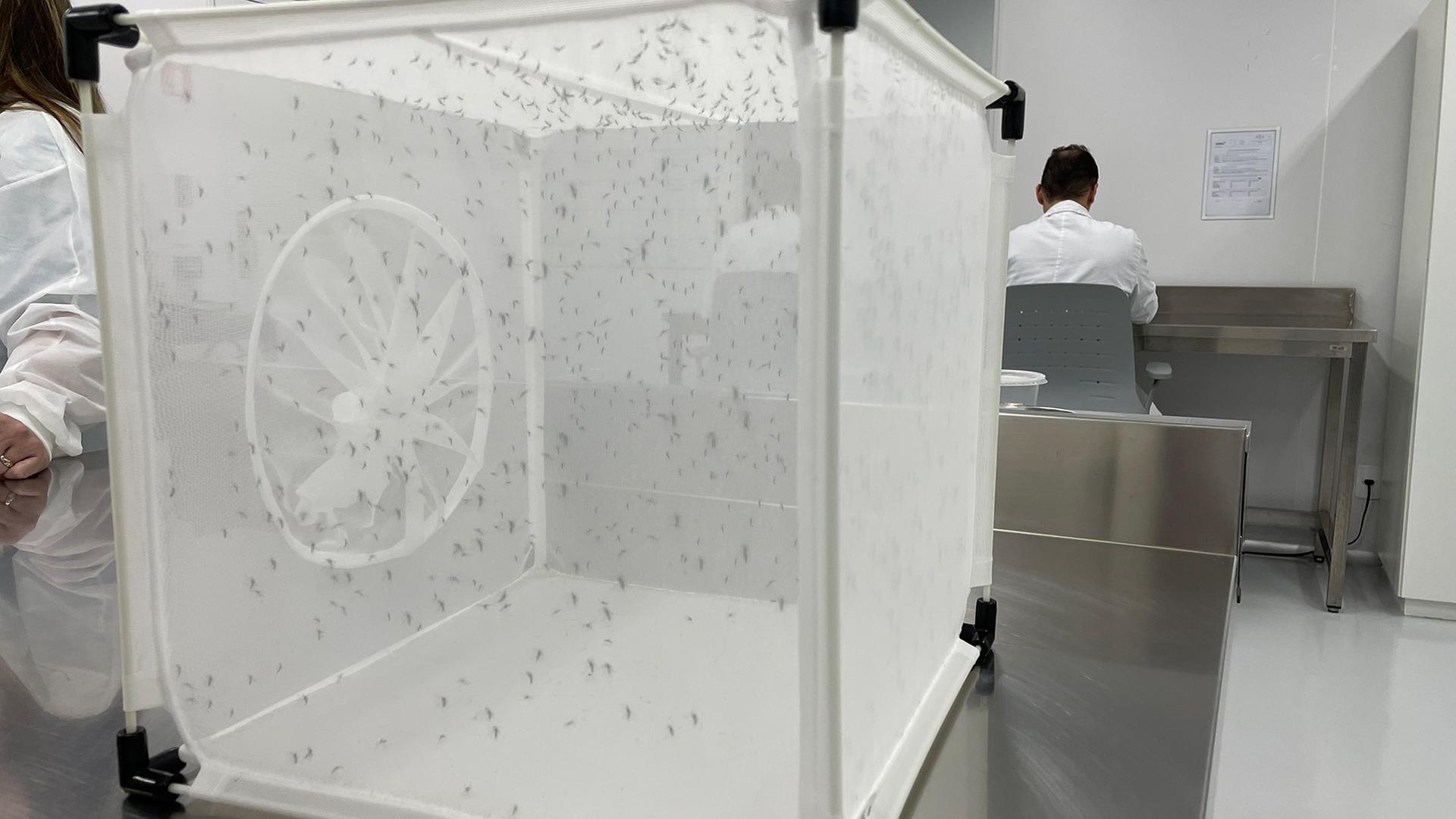 Mücken sind in einer Mückenfrabrik in einem Behälter zu sehen. | João Pedro Soares/ARD Rio de Janeiro