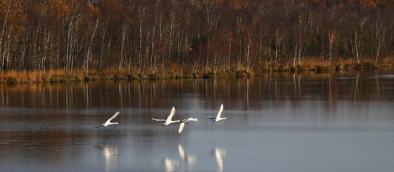 Vögel fliegen über einen See.