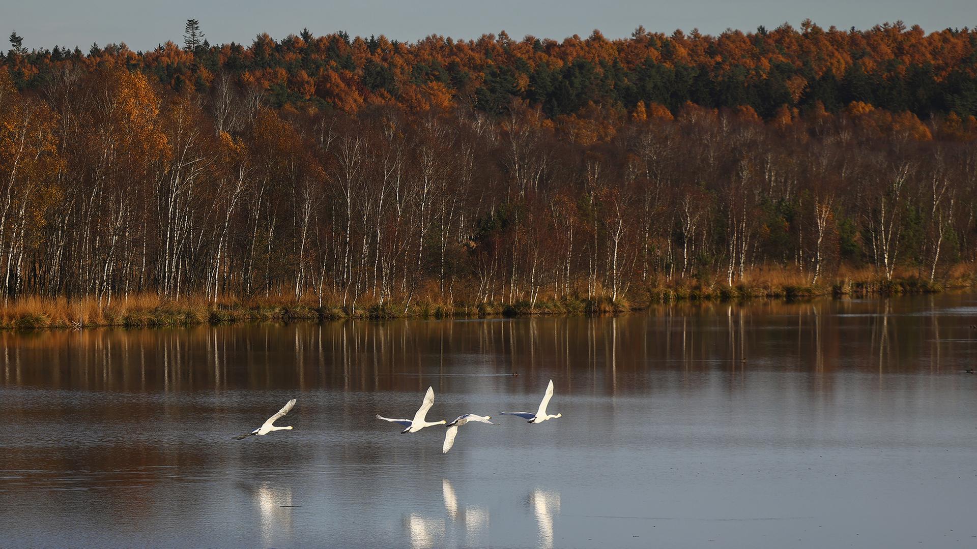 Vögel fliegen über einen See. | dpa