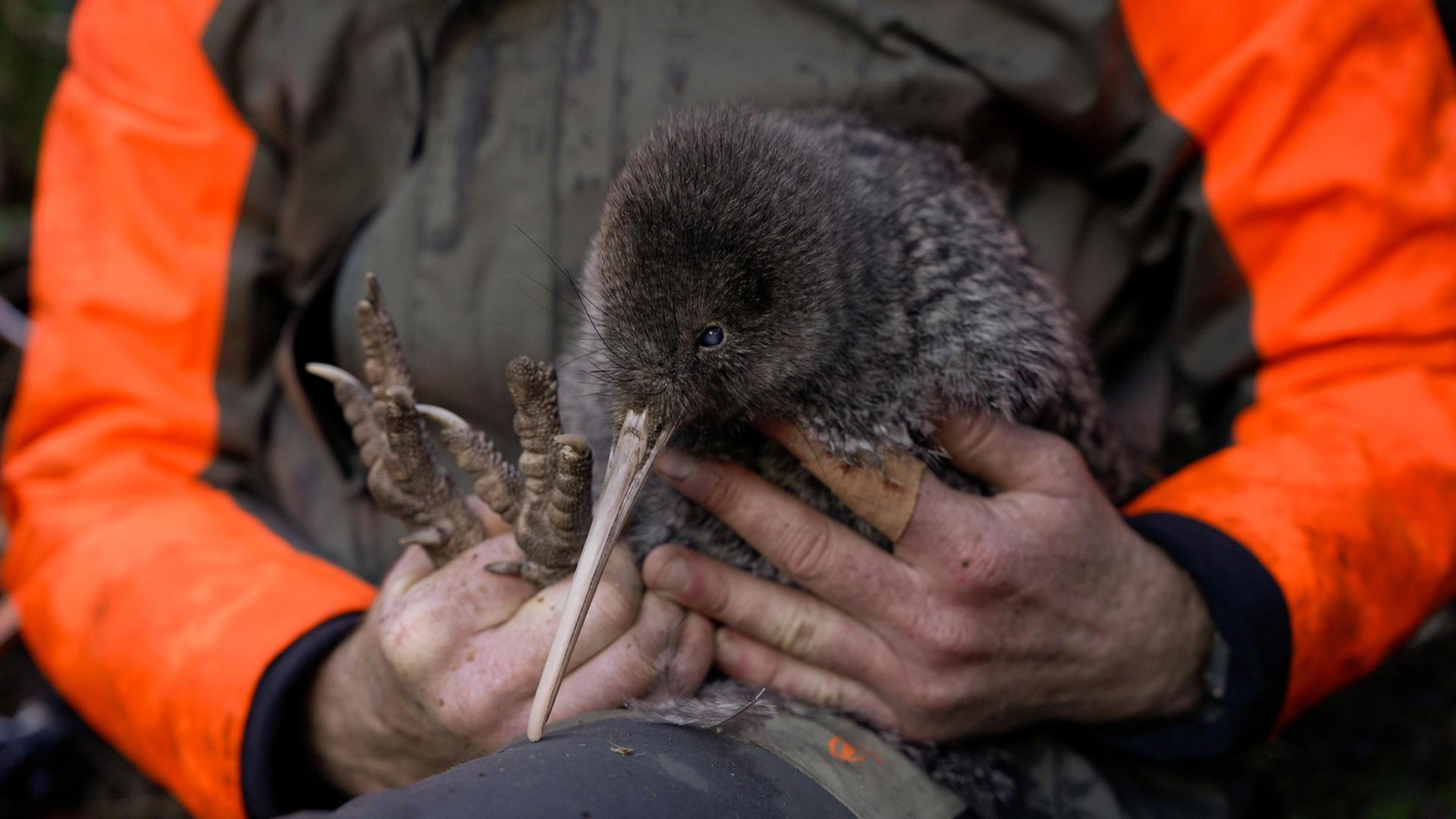 Ein neuseeländischer Kiwi liegt in den Armen eines Rangers. | dpa