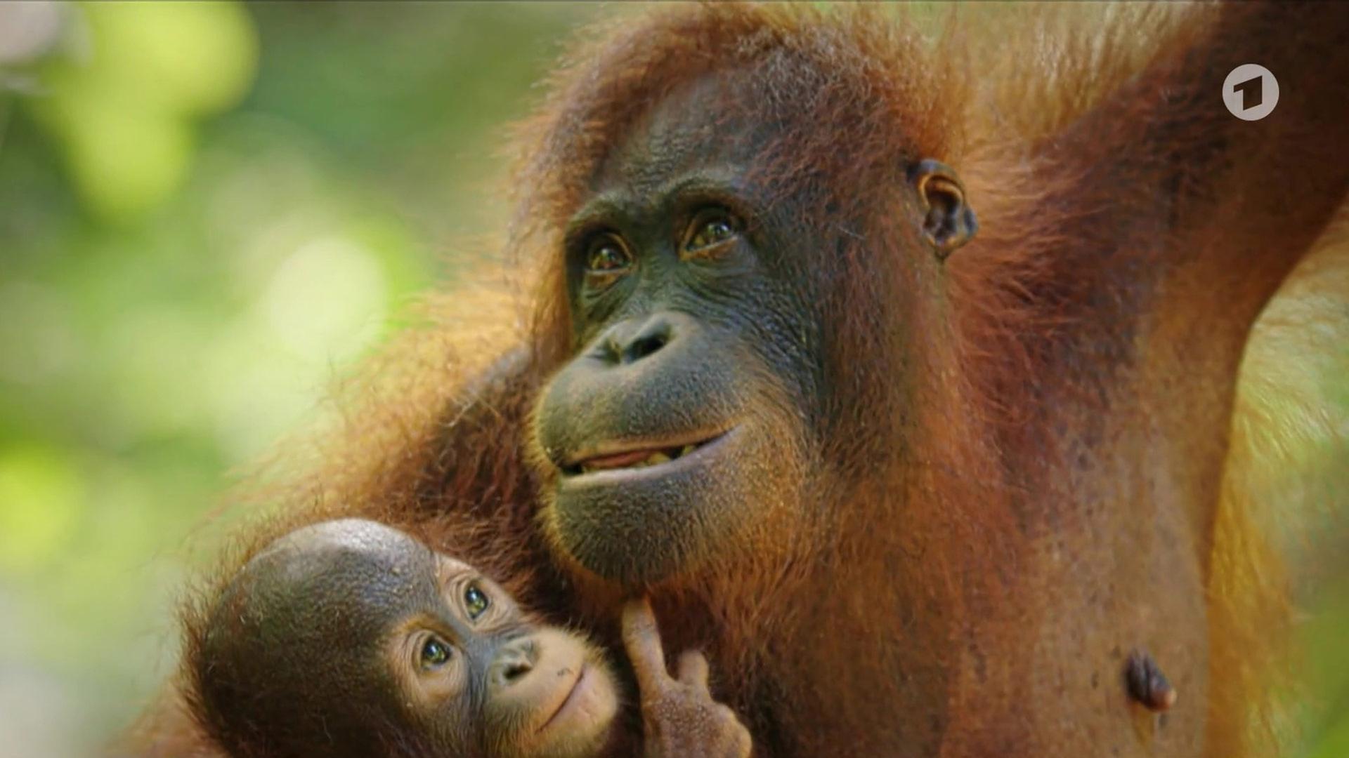 Sendungsbild | ARD-aktuell