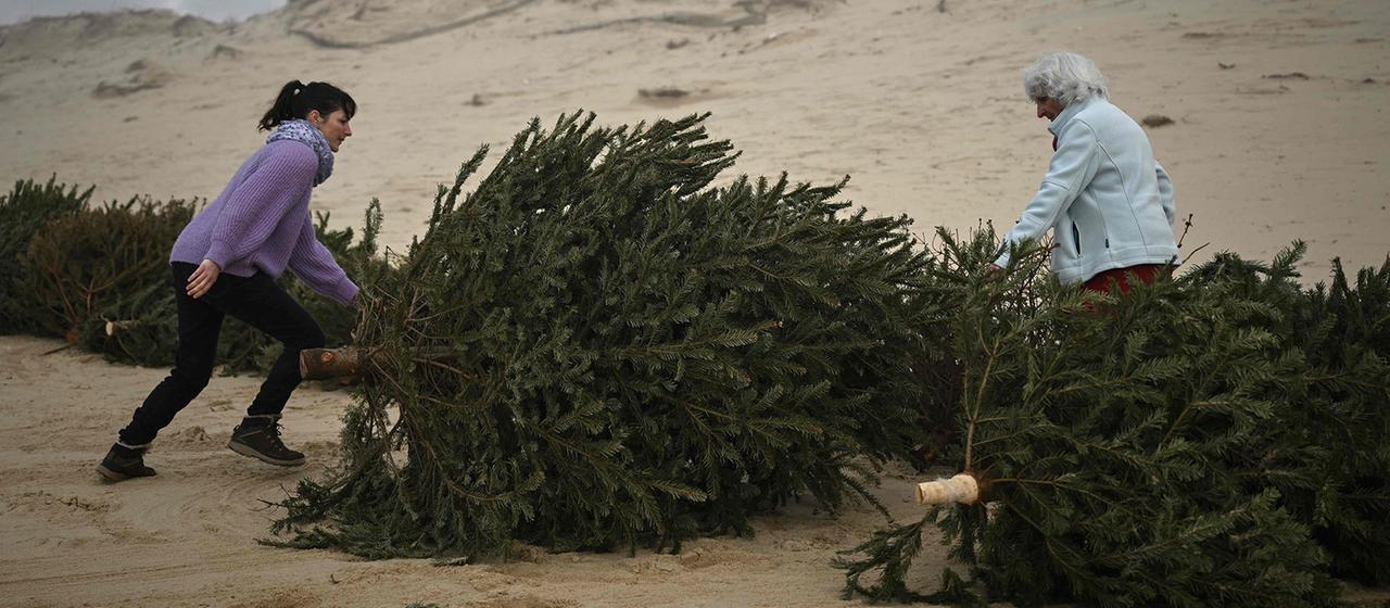 Zwei Frauen platzieren Tannenbäume an einem Strand in Frankreich. (Archivbild: 14.1.2026)