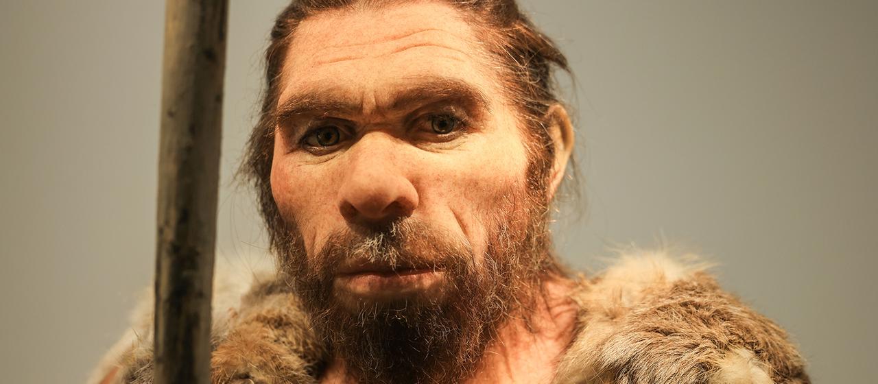 Eine Nachbildung eines Neandertalers steht im LVR-LandesMuseum Bonn. 