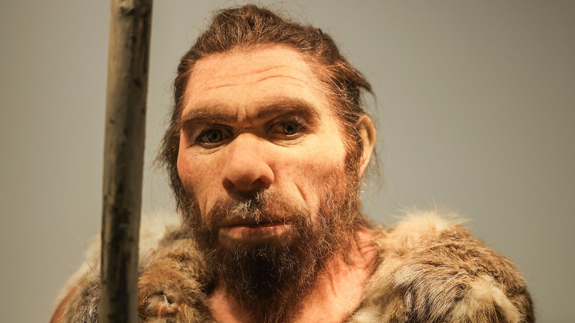 Eine Nachbildung eines Neandertalers steht im LVR-LandesMuseum Bonn.  | picture alliance/dpa