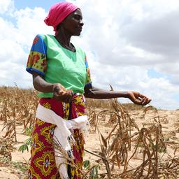 Eine Dorfbewohnerin steht in Kenia auf einem verdorrten Maisfeld.