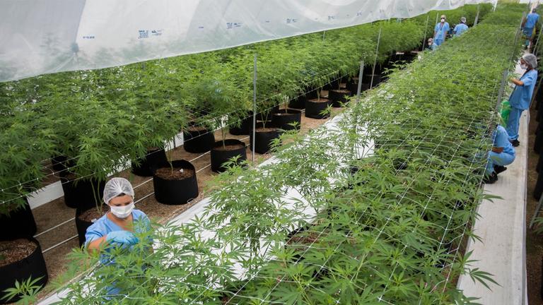 Arbeiter auf einer Cannabis-Plantage in Uruguay