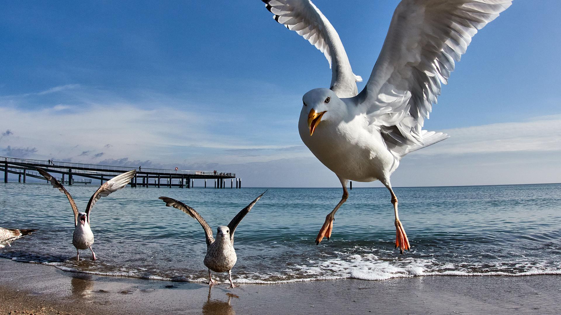 MÃ¶wen befinden sich an einem Strand. | AP