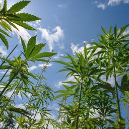  Hanfpflanzen wachsen auf einem Feld nahe Haldensleben.