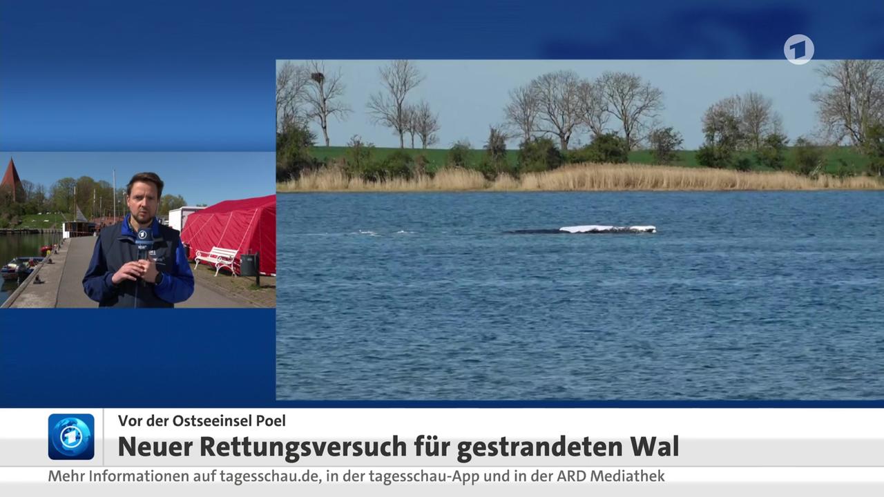 Fabian Weißhaupt, NDR, über den neuen Rettungsversuch für gestrandeten Wal