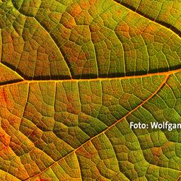 herblich verfärbtes Blatt